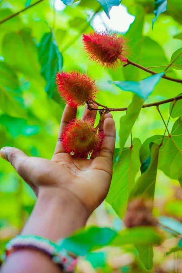Spice farm,Stone town and Jozani forest tour with lunch - Lunch is simple, local, and included