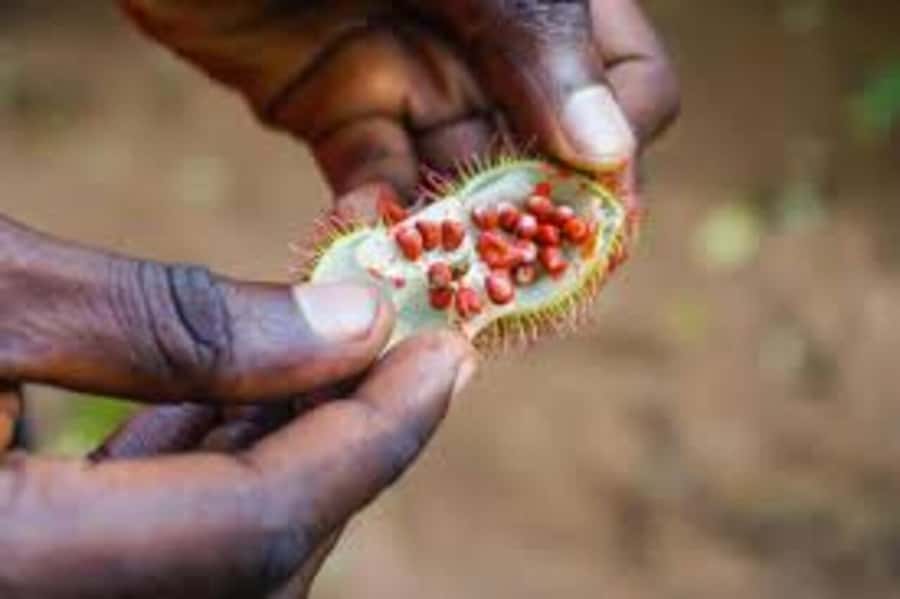Spice farm,Stone town and Jozani forest tour with lunch - Who will enjoy this Zanzibar combination tour