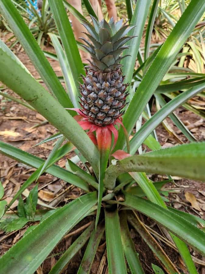 Spice farm,Stone town and Jozani forest tour with lunch - Booking, cancellation, and practical checks