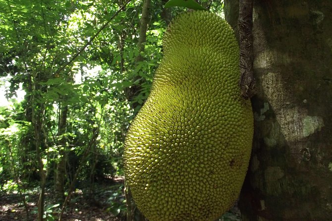 Spice Farm Tour with Traditional Cooking Lesson - Booking timing and cancellation