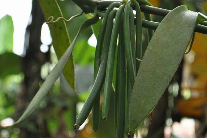 Spice Tour In Zanzibar - Walking through cloves, cinnamon, and vanilla