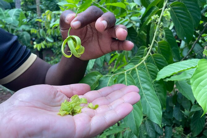 Spice Tour, Stone Town and Prison Island - FAQ