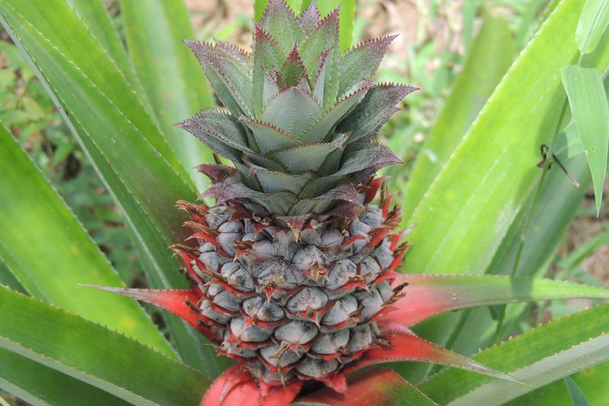 Spice Tour Zanzibar - Is $70 a fair price?