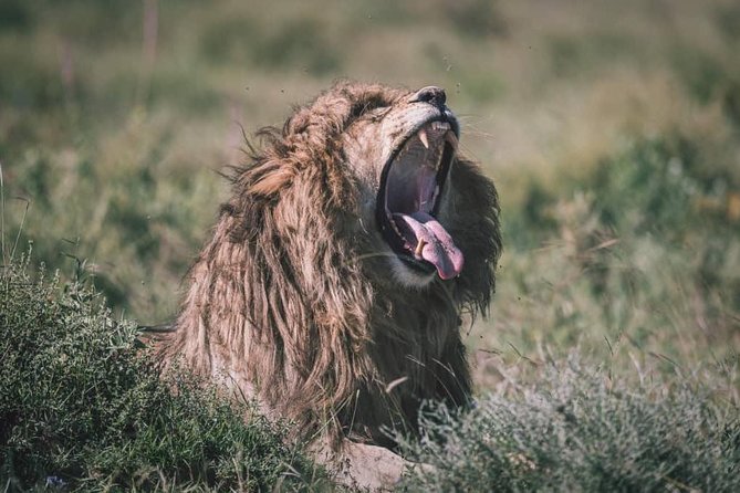 Spotting Africa Big Five (5) animals. - What this three-day safari is really offering