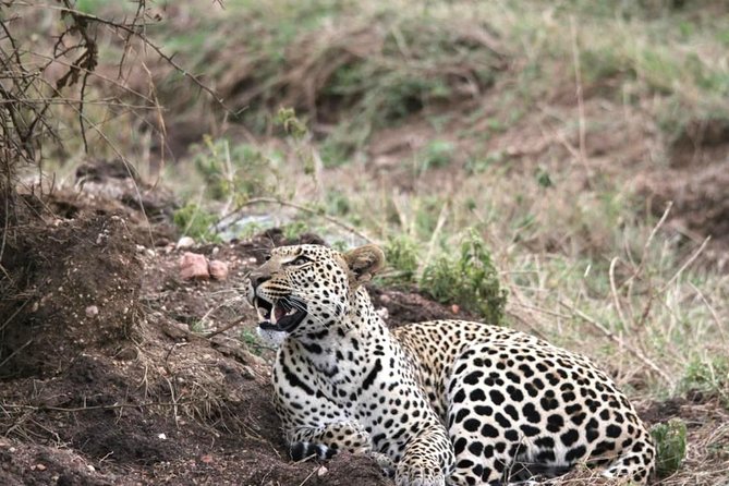 Spotting Africa Big Five (5) animals. - Is $1,410 per person fair value?