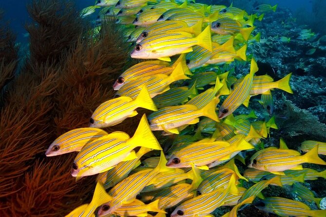 Starfish Adventure; The Rock Restaurant; Kuza Cave, Salaam Cave - Starting at Michamvi’s Blue Lagoon and Coral Garden