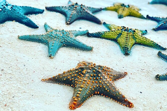 Starfish Adventure; The Rock Restaurant; Kuza Cave, Salaam Cave - Meeting the sea turtles at Salaam Cave Aquarium