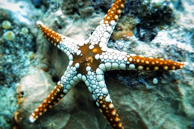 Starfish Adventure; The Rock Restaurant; Kuza Cave, Salaam Cave - What the $150 price includes