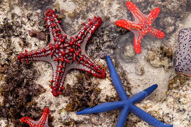 Starfish Beach; The Rock; Kuza Cave; Paje Beach; Salaam Cave Tour - Key points to know before booking