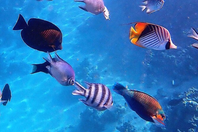 Starfish Beach; The Rock; Kuza Cave; Paje Beach; Salaam Cave Tour - Blue Lagoon snorkeling around Michamvi