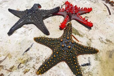 Starfish Beach; The Rock; Kuza Cave; Paje Beach; Salaam Cave Tour