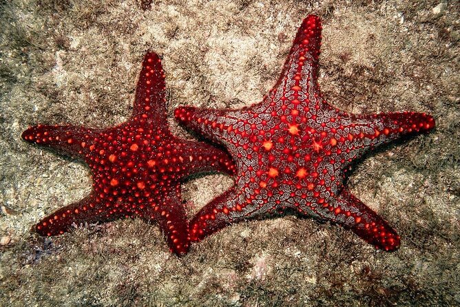 Starfish Beach; The Rock; Kuza Cave; Paje Beach; Salaam Cave Tour - The Rock Restaurant, a two-hour lunch stop