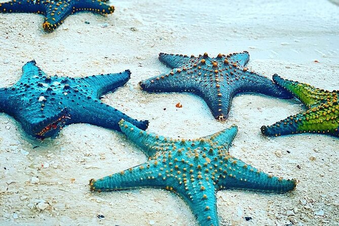 Starfish Beach; The Rock; Paje Beach; Jozani Forest; Salaam Cave - Starfish Beach and the Coral Garden near Michamvi