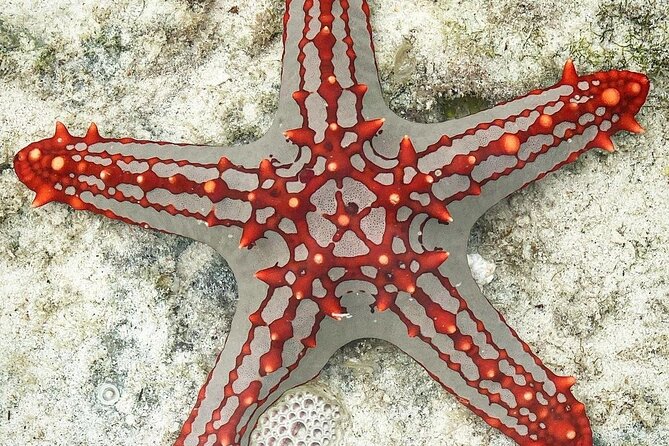 Starfish Beach; The Rock; Paje Beach; Jozani Forest; Salaam Cave - Jozani Forest, mangroves, and mahogany trees