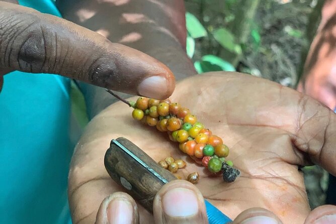 STONE TOWN and SPICE FARM TOUR ( Lunch Included ) - Who will get the most from this tour