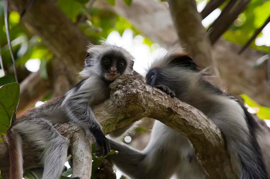 Stone Town: Jozani Chwaka Bay National Park Half-Day Tour - Why Jozani’s red colobus monkeys are the focus