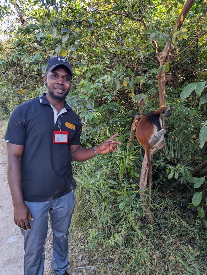 Stone Town: Jozani Chwaka Bay National Park Half-Day Tour - Walking through the forest in four hours