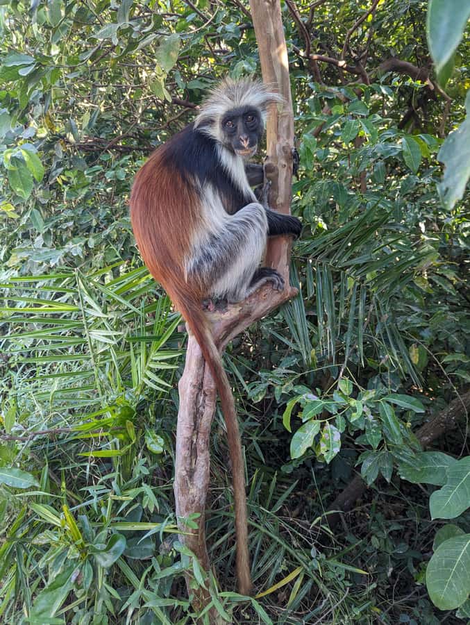 Stone Town: Jozani Chwaka Bay National Park Half-Day Tour - Who will enjoy this half-day outing