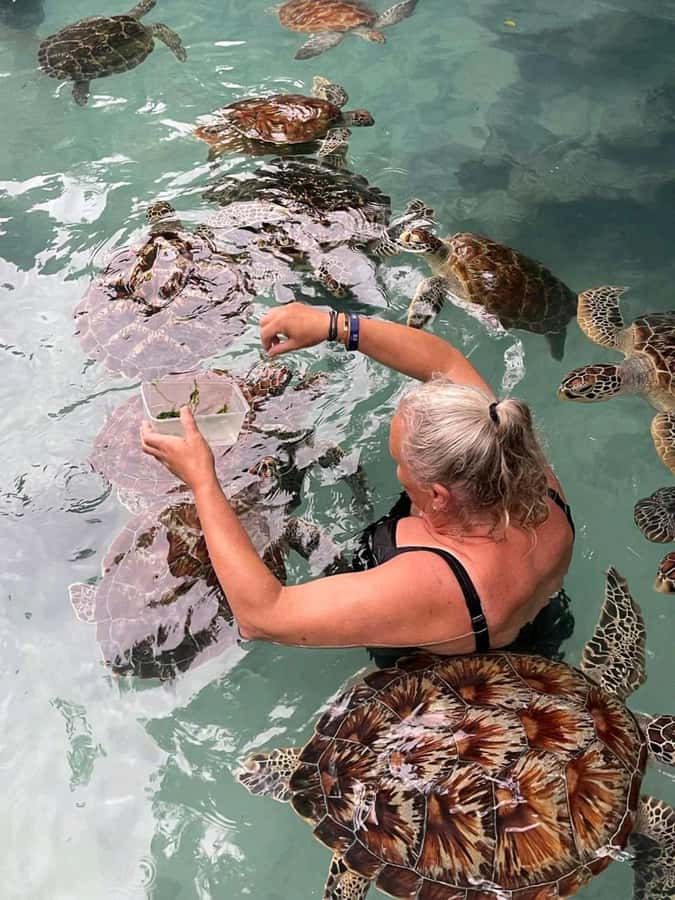 Stone Town, Jozani Forest, Sea Turtles & The Rock Restaurant - Key points to know before booking