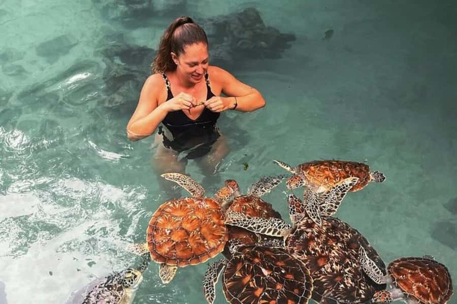 Stone Town, Jozani Forest, Sea Turtles & The Rock Restaurant - A big Zanzibar day, from carved doors to sea turtles