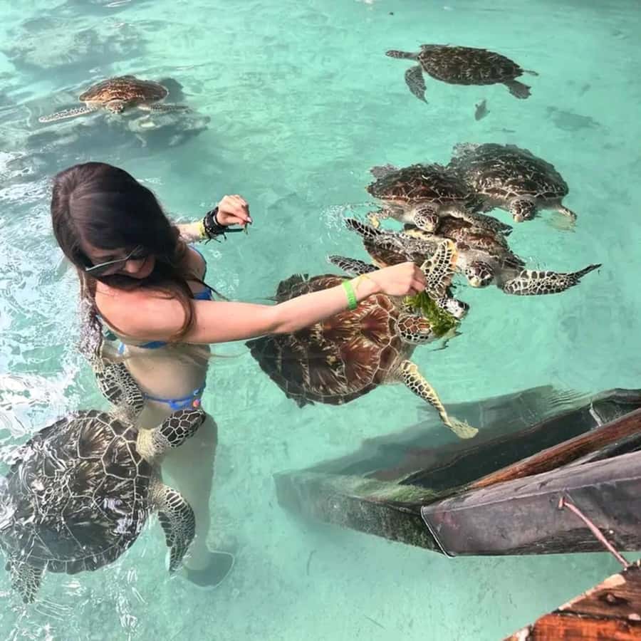 Stone Town, Jozani Forest, Sea Turtles & The Rock Restaurant - Jozani Forest and the red colobus monkeys