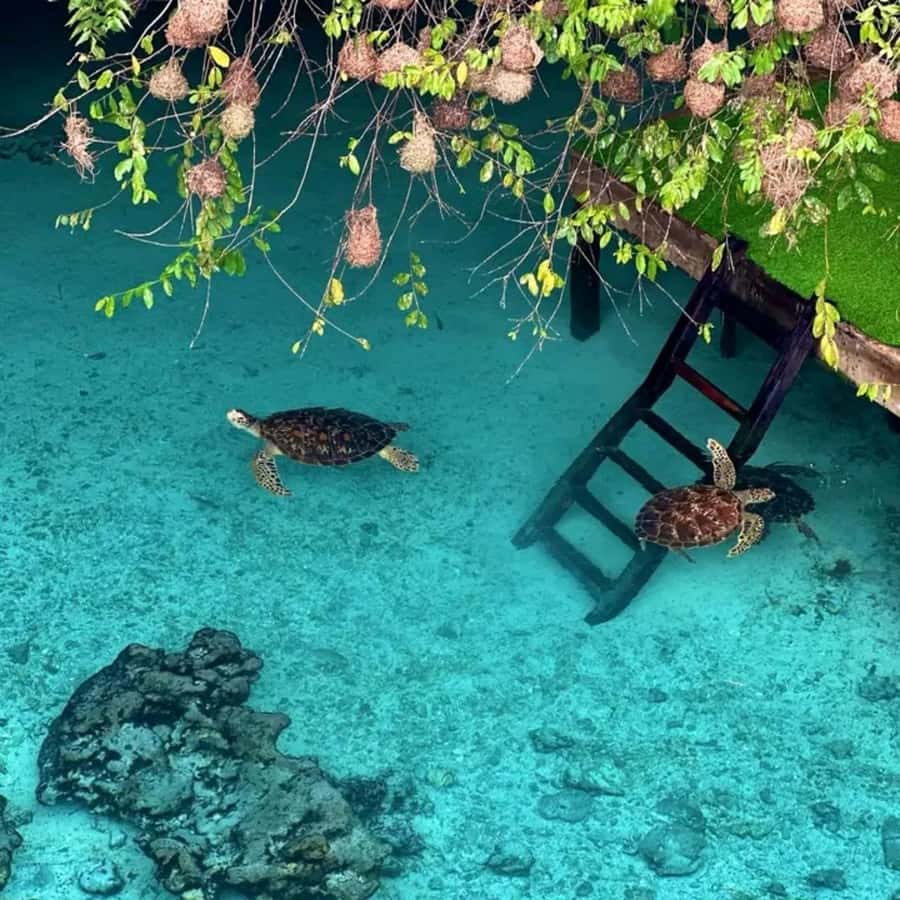 Stone Town, Jozani Forest, Sea Turtles & The Rock Restaurant - Stone Town: two hours among history and daily life