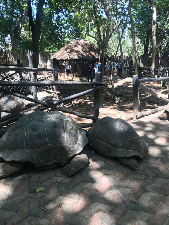 Stone Town: Stone Town and Prison Island Private Day Trip - Lunch, extra costs, and practical value