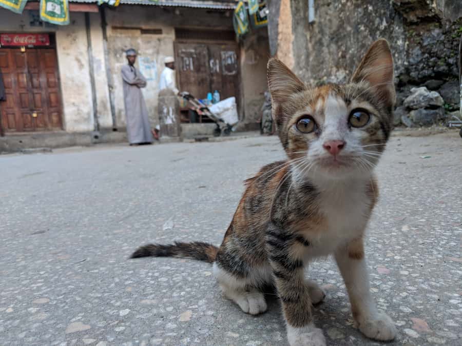 Stonetown Historical Walking Tour & Traditional Lunch - Meeting guides such as Ahmed and Juma