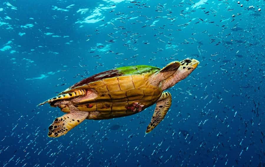 Swim with Sea Turtles, Kuza Cave, Paje Beach, The Rock Lunch - A water-filled day on Zanzibar’s southern coast