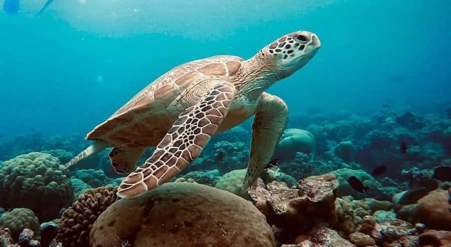 Swim with Sea Turtles, Kuza Cave, Paje Beach, The Rock Lunch - Salaam Cave and the sea turtles