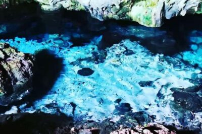 Swim with Sea Turtles, Kuza Cave, Paje Beach, The Rock Lunch