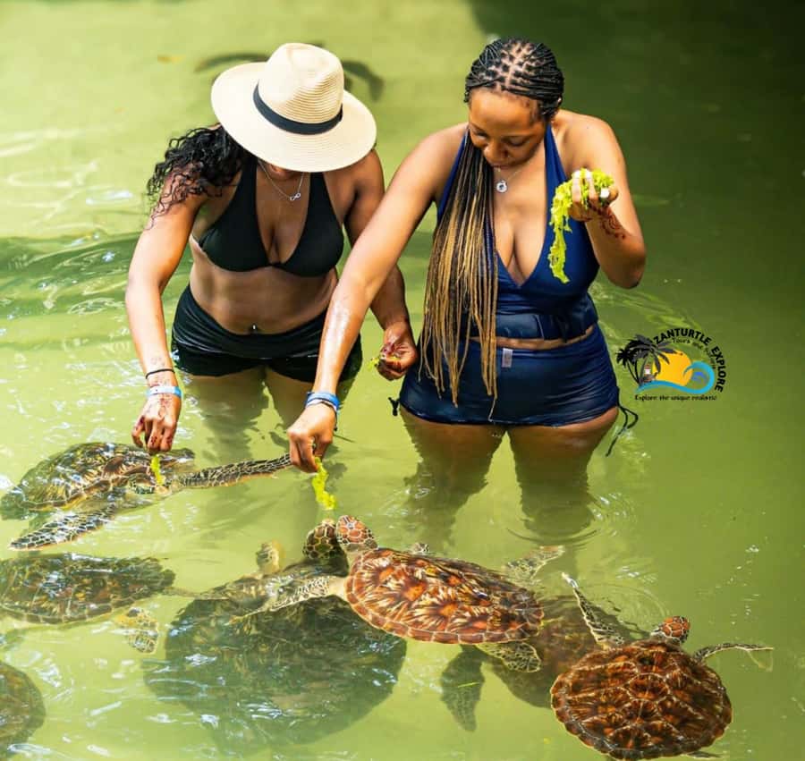 Swim with Turtles at The Lagoons Zanzibar & Stone Town Tour - From old streets to Nungwi’s turtle sanctuary