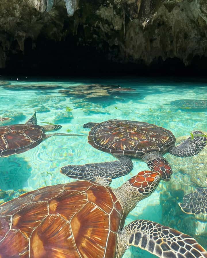 SWIMMING WITH TURTLES AT SALAAM CAVE AT KIZIMKAZI ZANZIBAR - Key points at a glance