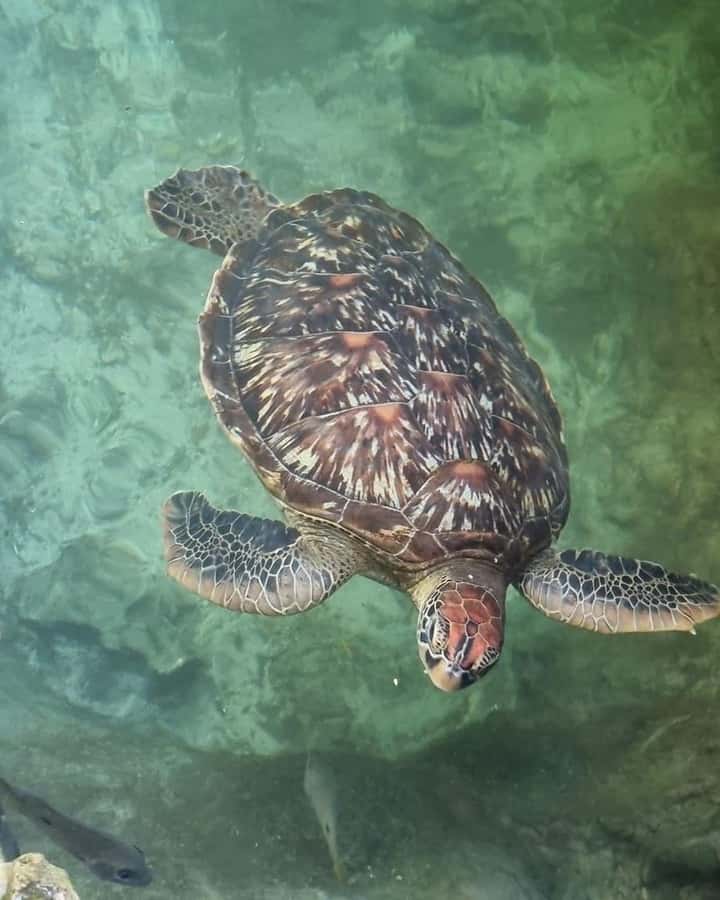 SWIMMING WITH TURTLES AT SALAAM CAVE AT KIZIMKAZI ZANZIBAR - Entering the clear waters of Salaam Cave