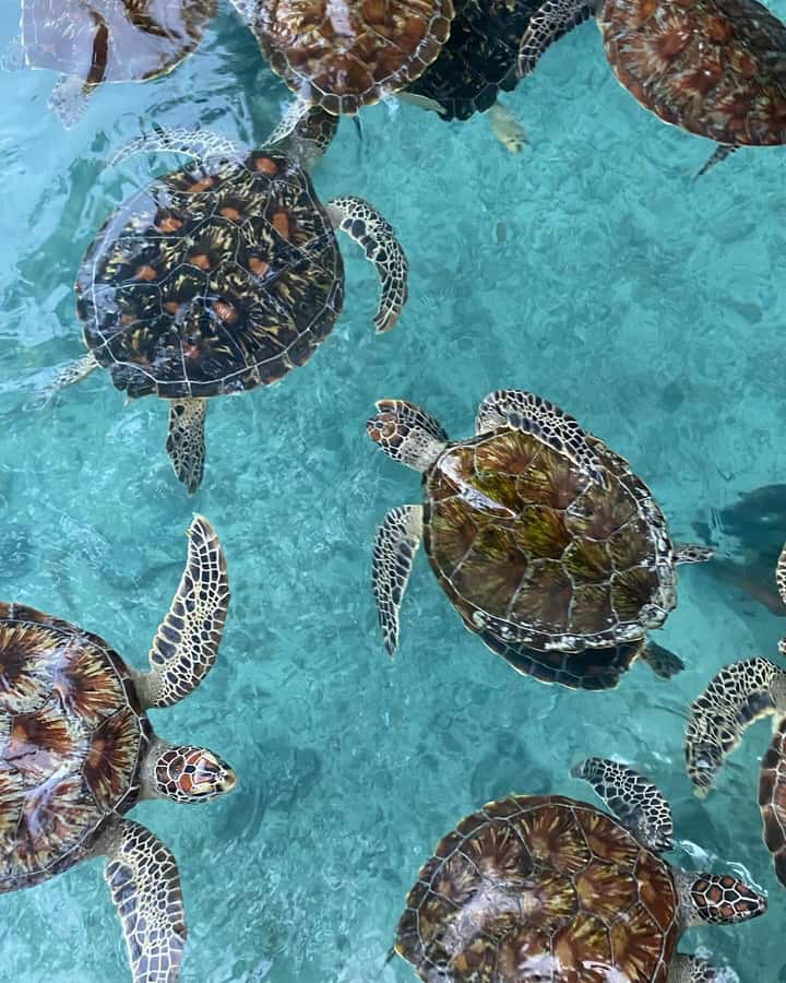 SWIMMING WITH TURTLES AT SALAAM CAVE AT KIZIMKAZI ZANZIBAR - Feeding the turtles with seaweed