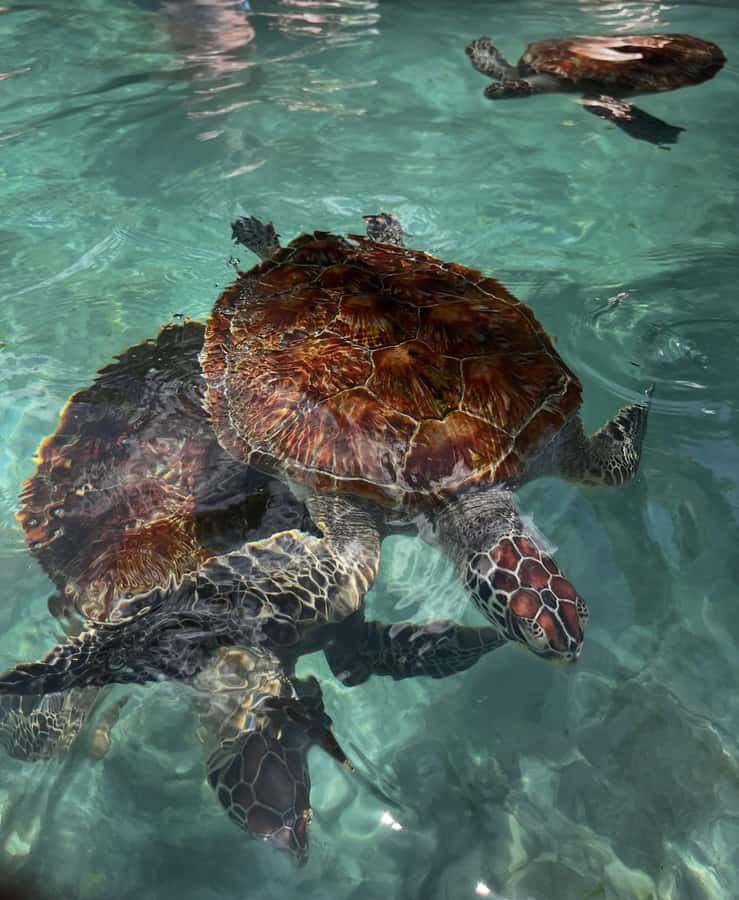 SWIMMING WITH TURTLES AT SALAAM CAVE AT KIZIMKAZI ZANZIBAR - Crowds, group size, and the private booking promise