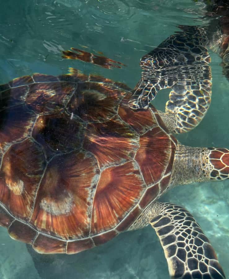SWIMMING WITH TURTLES AT SALAAM CAVE AT KIZIMKAZI ZANZIBAR - Is $50 good value?
