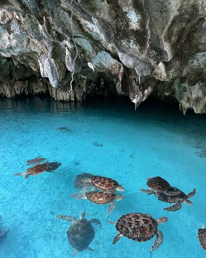 SWIMMING WITH TURTLES AT SALAAM CAVE AT KIZIMKAZI ZANZIBAR - Who will enjoy this turtle encounter?