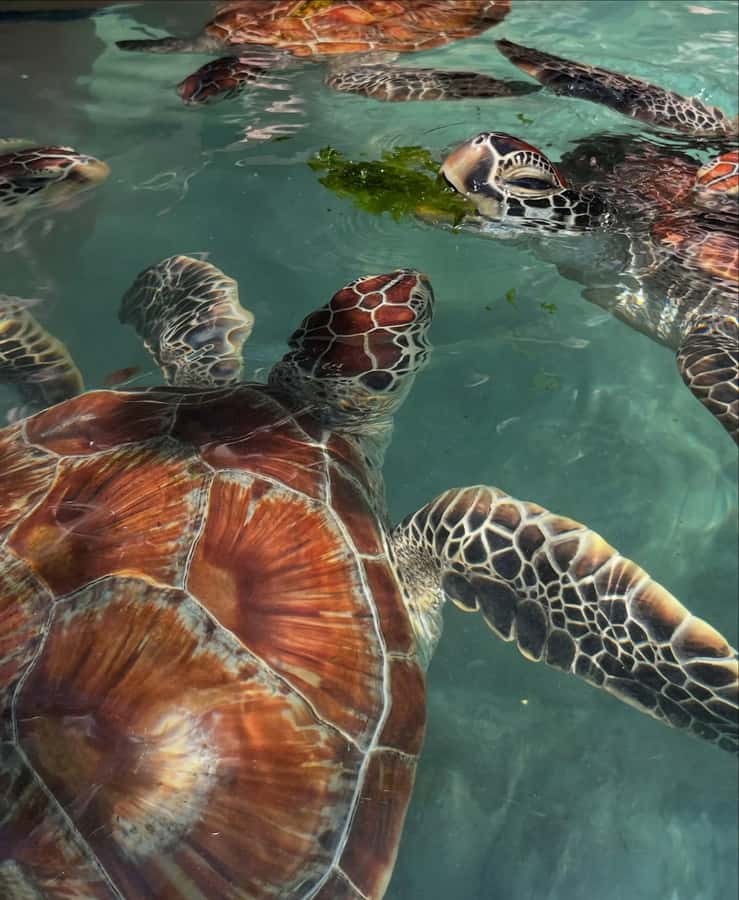 SWIMMING WITH TURTLES AT SALAAM CAVE AT KIZIMKAZI ZANZIBAR - Languages and guide support