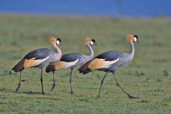 Tanzania 4 Days 3 Nights Budget camping safari to Serengeti and Ngorongoro - Why this safari offers good value at $740