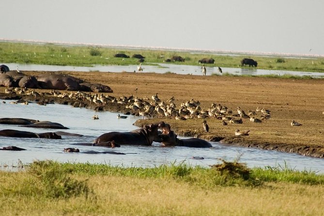 Tanzania 4 Days 3 Nights Budget camping safari to Serengeti and Ngorongoro - Day 3: From the Serengeti to the Ngorongoro rim