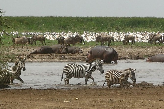 Tanzania 4 Days 3 Nights Budget camping safari to Serengeti and Ngorongoro - Day 4: Descending into the crater floor