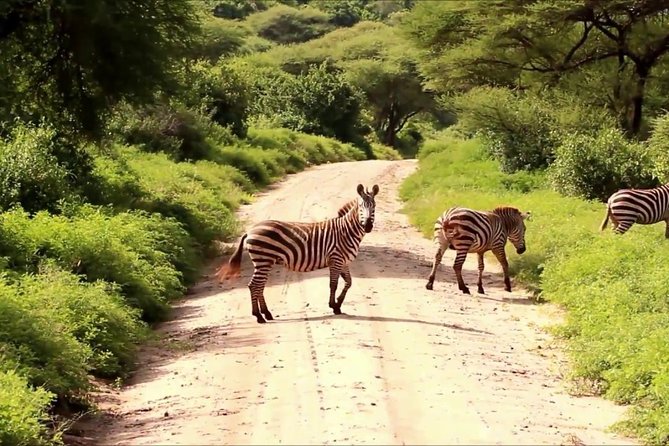 Tanzania 4 Days 3 Nights Budget camping safari to Serengeti and Ngorongoro - What makes the guiding important