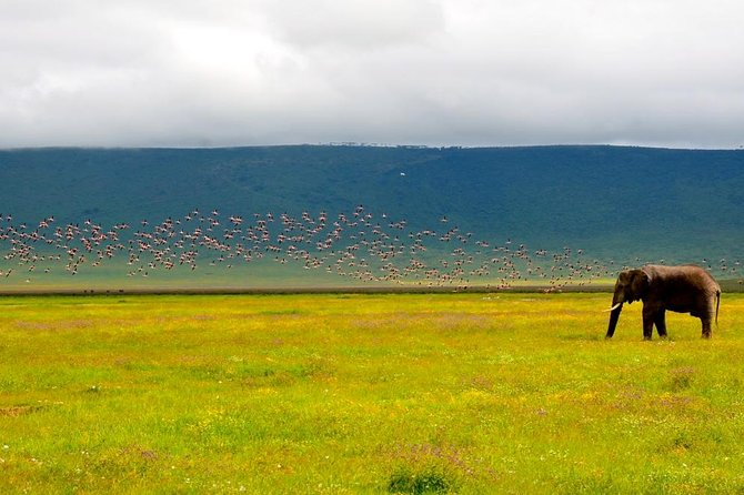 Tanzania 4 Days 3 Nights Budget camping safari to Serengeti and Ngorongoro - Who should book this four-day safari