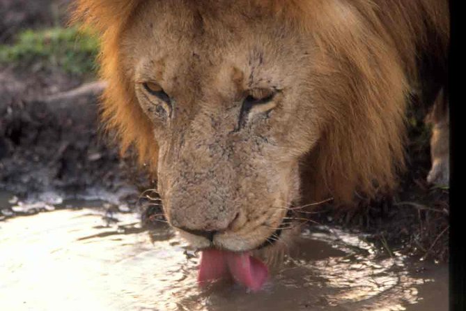 Tanzania 4 Days 3 Nights Budget camping safari to Serengeti and Ngorongoro - Day 2: A full Serengeti day near Seronera