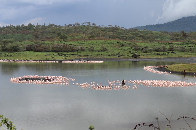 Tanzania - Arusha NP - Private Guided 4x4 Safari - Game Drive & Walking - Key points to know before you book
