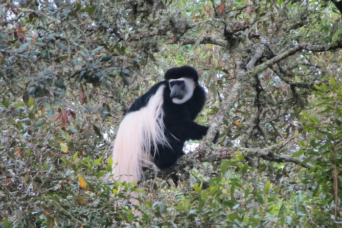 Tanzania - Arusha NP - Private Guided 4x4 Safari - Game Drive & Walking - Momella lakes and seasonal flamingos