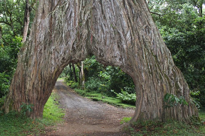 Tanzania - Arusha NP - Private Guided 4x4 Safari - Game Drive & Walking - Leaving the vehicle for a guided walking safari
