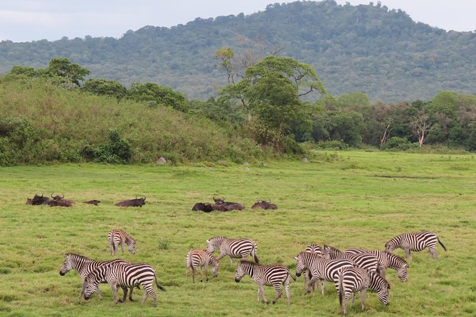 Tanzania - Arusha NP - Private Guided 4x4 Safari - Game Drive & Walking - What the $404.29 price includes