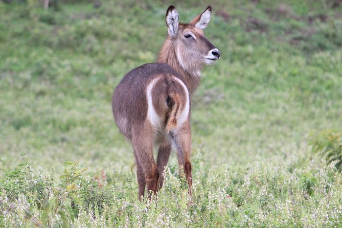 Tanzania - Arusha NP - Private Guided 4x4 Safari - Game Drive & Walking - Timing, comfort, and practical planning